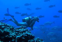 Aquatic Adventures Courses