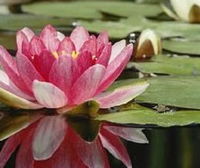 Centre of Wellness