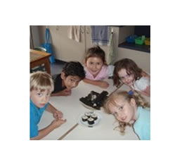 Blue Gum Montessori School - Education QLD 1