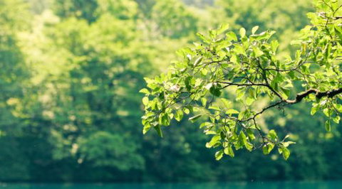 The Still Mind - Education QLD 0