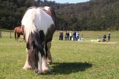 Unbridled Results - Education QLD 0