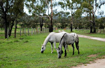 Alkoomi Outback Skills Farm - Education QLD 1
