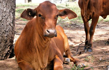 Alkoomi Outback Skills Farm - Education QLD 5