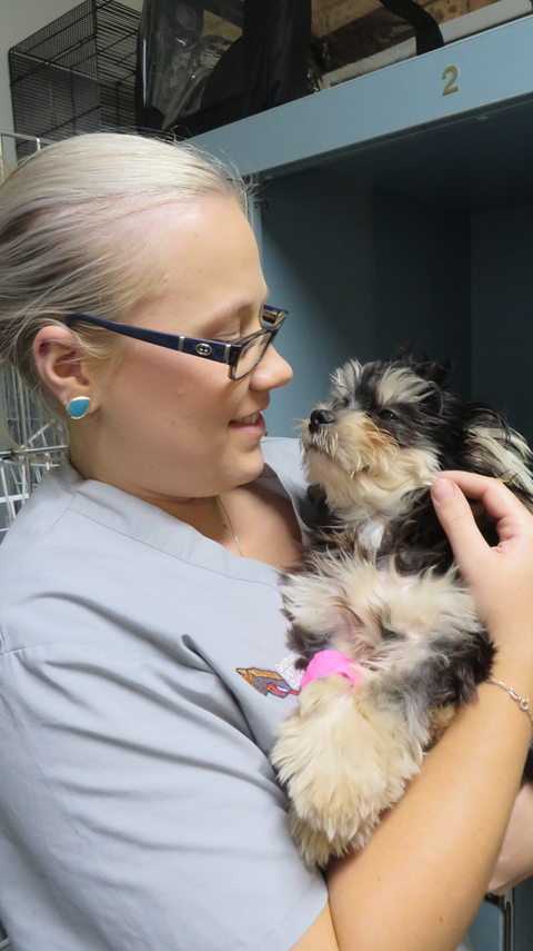 Grafton Veterinary Clinic - Education QLD 1