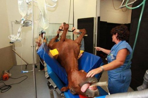 Pacific Vetcare - Education Gold Coast 6