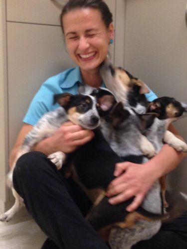 Pacific Vetcare - Education Gold Coast 7