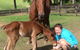 Pacific Vetcare - thumb 5