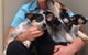 Pacific Vetcare - thumb 7