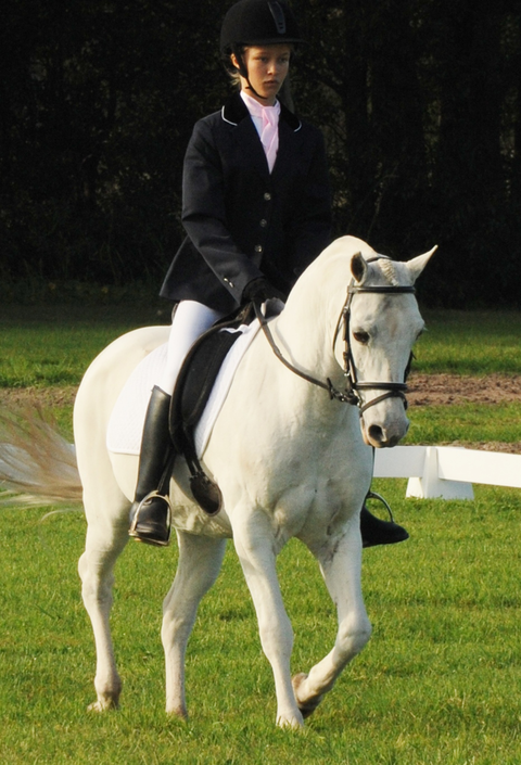 Encantador The Riding School - Education Brisbane 0