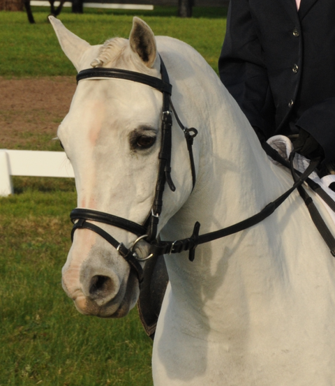 Encantador The Riding School - Education Brisbane 2