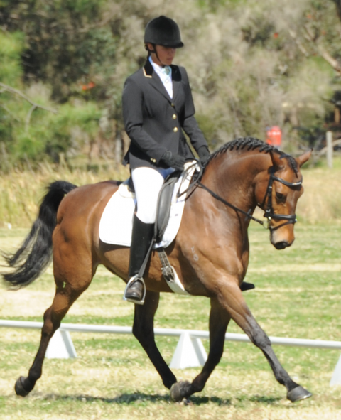 Encantador The Riding School - Education Brisbane 4