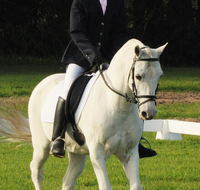 Encantador The Riding School - Education QLD