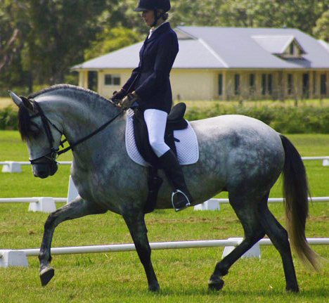 Encantador The Riding School - Education QLD 1