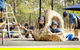 Good Shepherd Lutheran College NT - thumb 5
