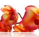 Sydney College of Skin Care - Education QLD